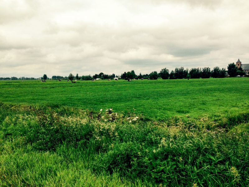 Campagna olandese